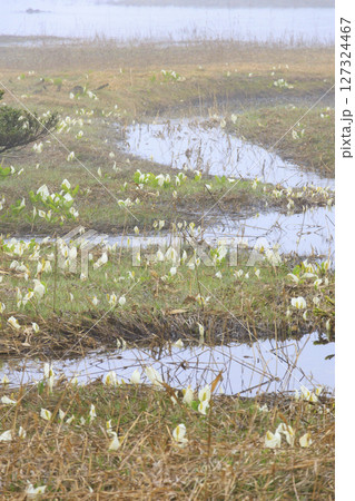 初夏の尾瀬 満開の水芭蕉 大江湿原〜尾瀬沼 初夏の尾瀬 満開の水芭蕉 大江湿原〜尾瀬沼 127324467