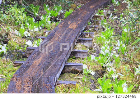 初夏の尾瀬 満開の水芭蕉 大江湿原〜尾瀬沼 初夏の尾瀬 満開の水芭蕉 大江湿原〜尾瀬沼 127324469
