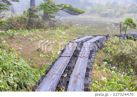 初夏の尾瀬　満開の水芭蕉　大江湿原〜尾瀬沼 127324470
