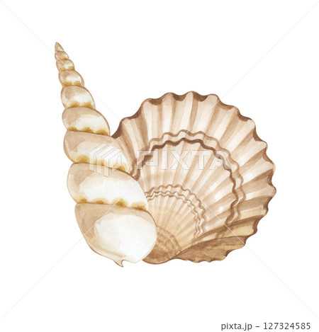 A pair of hand-painted watercolor seashells. An illustration of beige and brown shells, isolated on a white background. A clipart for different marine designs. A pair of hand-painted watercolor seashells. An illustration of beige and brown shells, isolated on a white background. A clipart for different marine designs. 127324585
