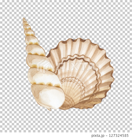 A pair of hand-painted watercolor seashells. An illustration of beige and brown shells, isolated on a white background. A clipart for different marine designs. A pair of hand-painted watercolor seashells. An illustration of beige and brown shells, isolated on a white background. A clipart for different marine designs. 127324585
