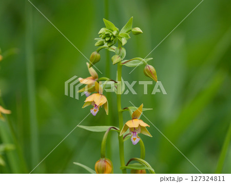 湿地に自生する黄褐色の花カキラン 127324811