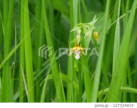 湿地に自生する黄褐色の花カキラン 127324814