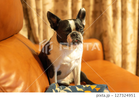 ソファでくつろぐボストンテリア 127324951