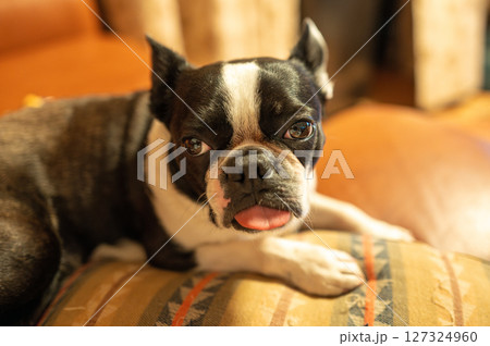 ソファでくつろぐボストンテリア 127324960