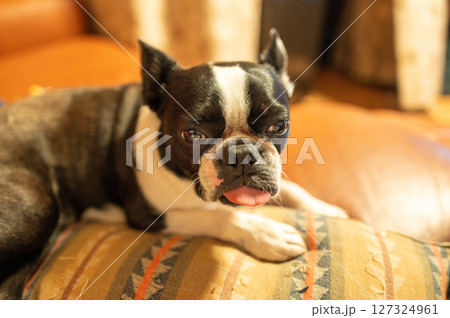 ソファでくつろぐボストンテリア 127324961