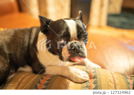 ソファでくつろぐボストンテリア 127324962