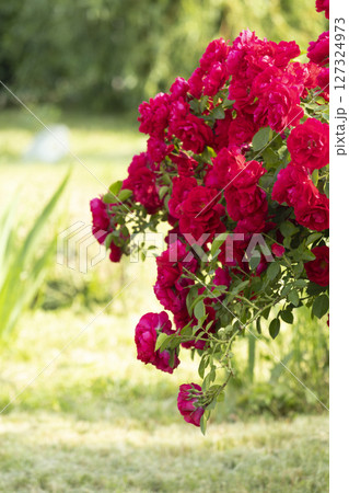Vibrant Red Roses Blooming Beautifully in a Lush, Colorful Garden of Abundant Flora Vibrant Red Roses Blooming Beautifully in a Lush, Colorful Garden of Abundant Flora 127324973