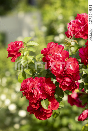 Vibrant Red Roses Blooming Beautifully in a Lush, Colorful Garden of Abundant Flora Vibrant Red Roses Blooming Beautifully in a Lush, Colorful Garden of Abundant Flora 127324981