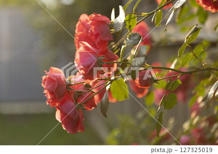 Vibrant Red Roses Blooming Beautifully in a Lush, Colorful Garden of Abundant Flora 127325019