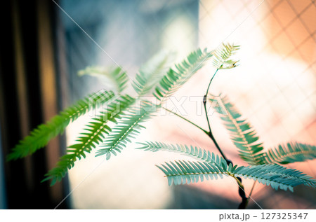 陽の光に照らされるエバーフレッシュ 127325347