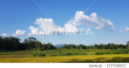 Beautiful nature view A peaceful rural landscape showcasing a golden wheat field, lush green foliage, and a bright blue sky adorned with fluffy white cloud Beautiful nature view A peaceful rural landscape showcasing a golden wheat field, lush green foliage, and a bright blue sky adorned with fluffy white cloud 127326022