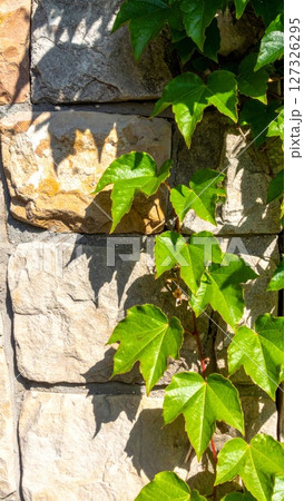 Green Ivy Climbing a Tan Stone Wall 127326295