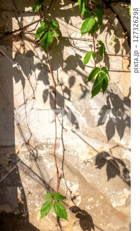 Green Vine Leaves Casting Shadows on a Textured Wall 127326298