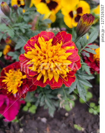 Close up beautiful Marigold flowers in the garden. Cute orange flowers for stock photo wallpaper Close up beautiful Marigold flowers in the garden. Cute orange flowers for stock photo wallpaper 127326387