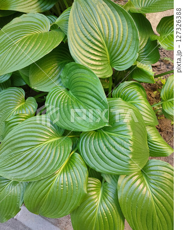 Fragrant plantain lily or August lily green leaf. Close up of leaf . Hosta plantaginea. Fragrant plantain lily or August lily green leaf. Close up of leaf . Hosta plantaginea. 127326388