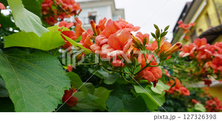 Flowers of beautiful colors Chinese trumpet creeper Flowers of beautiful colors Chinese trumpet creeper 127326398