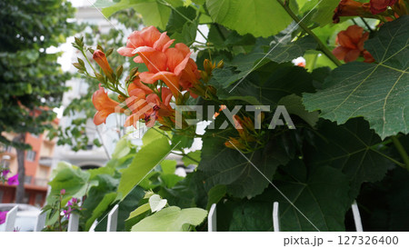 Flowers of beautiful colors Chinese trumpet creeper Flowers of beautiful colors Chinese trumpet creeper 127326400