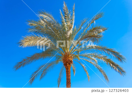 Ripening dates in plantation of date palms, tropical and desert agriculture industry in the Middle East Ripening dates in plantation of date palms, tropical and desert agriculture industry in the Middle East 127326403