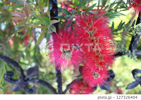 Close-up shot of beautiful Callistemon citrinus called red bottlebrush flower. Callistemon citrinus is native to Australia. Natural backgrounds, blossom, botany and wallpaper backgrounds. Close-up shot of beautiful Callistemon citrinus called red bottlebrush flower. Callistemon citrinus is native to Australia. Natural backgrounds, blossom, botany and wallpaper backgrounds. 127326404