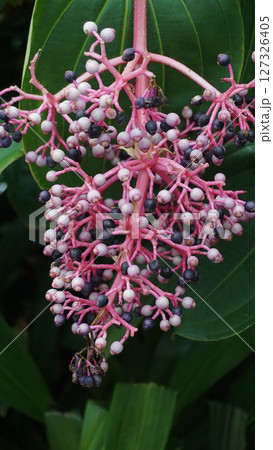 Beautiful blooming bright pink Medinilla magnifica, Philippine Orchid, inside greenhouse on green pants background. Gardening hobby, plant breeding and cultivation 127326405