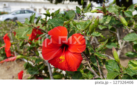 Hibiscus rosa-sinensis, known colloquially as Chinese hibiscus, China rose, Hawaiian hibiscus, rose mallow and shoeblack plant, is a species of tropical hibiscus Hibiscus rosa-sinensis, known colloquially as Chinese hibiscus, China rose, Hawaiian hibiscus, rose mallow and shoeblack plant, is a species of tropical hibiscus 127326406
