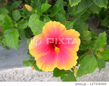 Hibiscus rosa-sinensis, known colloquially as Chinese hibiscus, China rose, Hawaiian hibiscus, rose mallow and shoeblack plant, is a species of tropical hibiscus 127326409