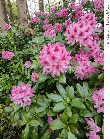Red and white variegated broadleaf Rhododendron President Roosevelt in flower. 127326411