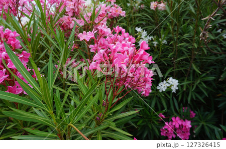 Beautiful pink flowers on street. Closeup view of bright pink cluster of flowers of nerium oleander shrub isolated outdoors in garden on natural background. 127326415