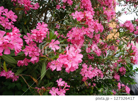 Beautiful pink flowers on street. Closeup view of bright pink cluster of flowers of nerium oleander shrub isolated outdoors in garden on natural background. Beautiful pink flowers on street. Closeup view of bright pink cluster of flowers of nerium oleander shrub isolated outdoors in garden on natural background. 127326417