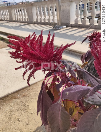 Amaranthus caudatus also known as Amaranthus mantegazzianus is a species of annual flowering plant. It goes by common names such as love-lies-bleeding, pendant amarant 127326454