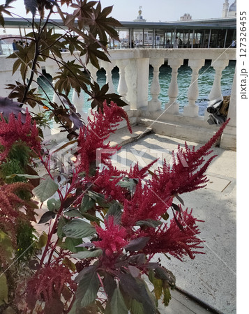Amaranthus caudatus also known as Amaranthus mantegazzianus is a species of annual flowering plant. It goes by common names such as love-lies-bleeding, pendant amarant 127326455