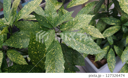 Foliqge of spotted laurel also known as aucuba japonica , abpopular shrub also known as japanese laurel and gold duat plant 127326474