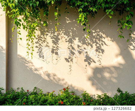 Green Ivy Vine Shadows on Beige Wall 127326682