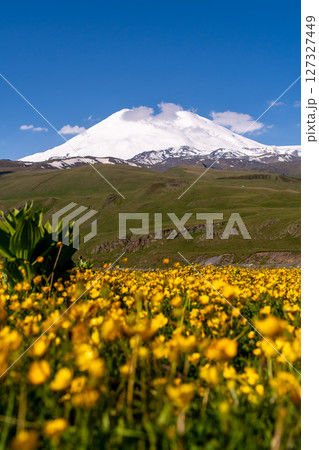 Elbrus Flowers Meadow, summer landscape in Russia, beauty captured in daytime. Elbrus Flowers Meadow, summer landscape in Russia, beauty captured in daytime. 127327449