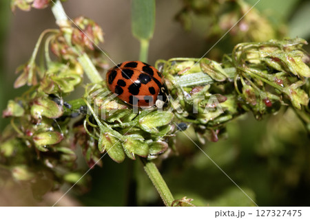 Close up of a Harlequin Ladybird ladybug insect on fauna 127327475