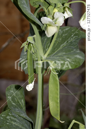Close up of mange tout peas growing on the plant in a garden vegetable patch Close up of mange tout peas growing on the plant in a garden vegetable patch 127327478