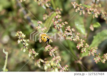 Close up of a UK British Ladybird or Ladybug Insect in the wild Close up of a UK British Ladybird or Ladybug Insect in the wild 127327484