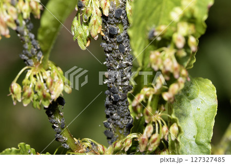 Close up of garden pest blackfly 127327485