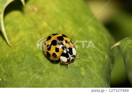 Close up of a UK British Ladybird or Ladybug Insect in the wild 127327489
