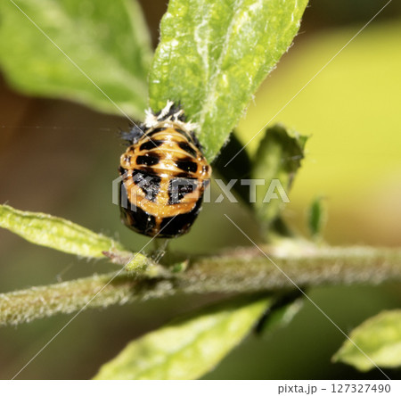 Close up of ladybird larvae in the wild 127327490