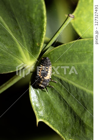 Close up of a Harlequin Larvae Ladybird ladybug insect on fauna Close up of a Harlequin Larvae Ladybird ladybug insect on fauna 127327491