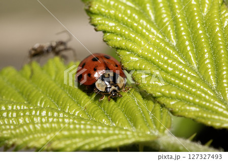 Close up of a UK British Ladybird or Ladybug Insect in the wild Close up of a UK British Ladybird or Ladybug Insect in the wild 127327493