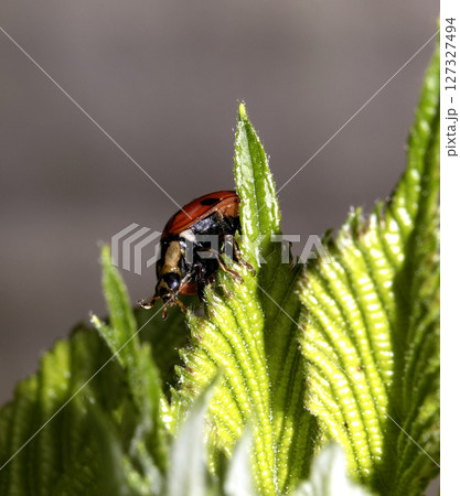Close up of a UK British Ladybird or Ladybug Insect in the wild Close up of a UK British Ladybird or Ladybug Insect in the wild 127327494