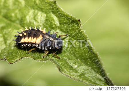 Close up of a Harlequin Larvae Ladybird ladybug insect on fauna Close up of a Harlequin Larvae Ladybird ladybug insect on fauna 127327503