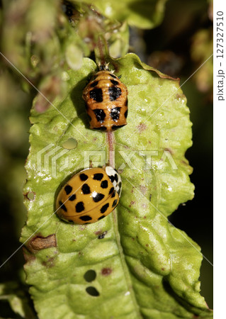 Close up of a UK British Ladybird or Ladybug Insect in the wild Close up of a UK British Ladybird or Ladybug Insect in the wild 127327510