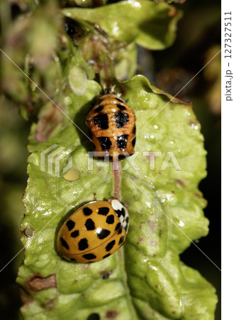 Close up of a UK British Ladybird or Ladybug Insect in the wild Close up of a UK British Ladybird or Ladybug Insect in the wild 127327511