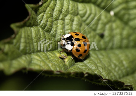 Close up of a UK British Ladybird or Ladybug Insect in the wild Close up of a UK British Ladybird or Ladybug Insect in the wild 127327512