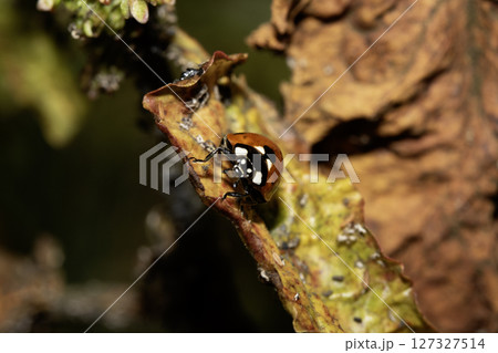 Close up of a UK British Ladybird or Ladybug Insect in the wild Close up of a UK British Ladybird or Ladybug Insect in the wild 127327514