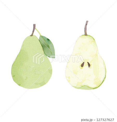 水彩で描いた洋梨のイラスト  127327627